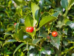 Holly Fruit Leaf