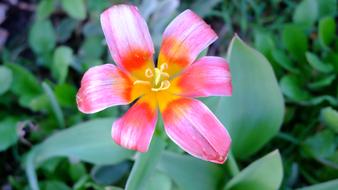 Nature Flower Garden