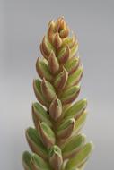 Nature Plant Triticum