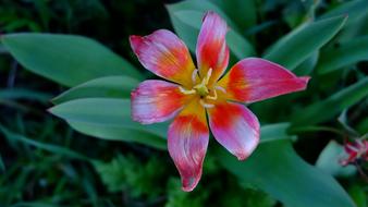 Nature Flower Garden