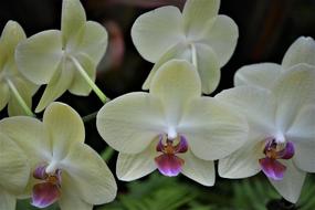 Flower Tropical Phalaenopsis