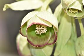 Nature Plant Close Up