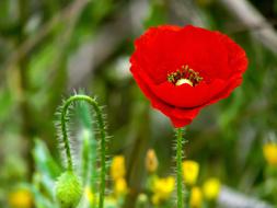 Poppy Papaver Rhoeas Flower macro