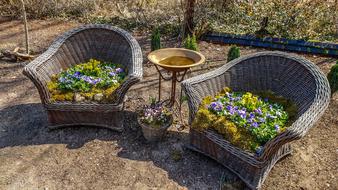 Garden Plant Nature