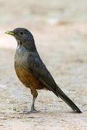 Bird Nature Plumage