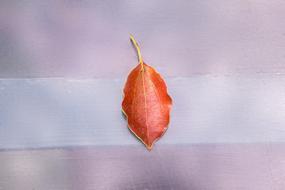 Leaf Background Nature