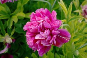 Flower Nature Garden