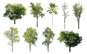 Tree Isolated Nature