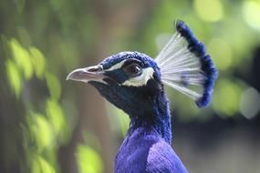 Peacok Peacock Natural