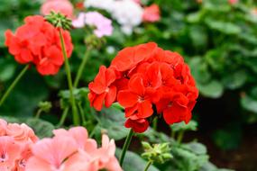 red flower on a stem in the garden