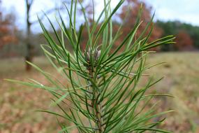 Pine Sapling Green Christmas