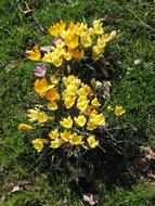 Nature Flower Plant