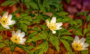 Nature Leaf Plant Bush Wind