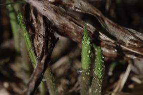 dew on the forest grass