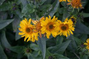Flowers Dacha Nature