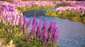 Nature Summer Flower