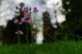 Flower Nature Grass