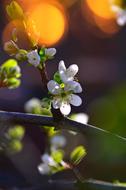 Wood Flower Branch