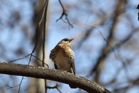 Nature Bird Winter Living