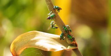 Nature Bees Pollinating Insects