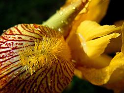 Iris Yellow Flower