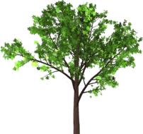 tree leaves branches isolated