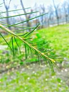 Nature Leaf Flora