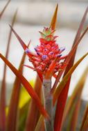 Pineapple Flower Fruit