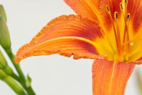 Flower Orange