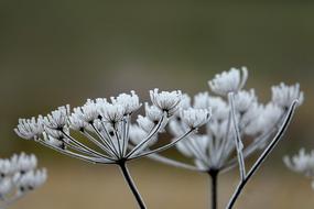 Hoarfrost Plant Nature