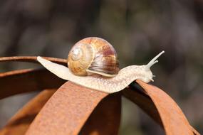 Nature Evertebrat Snail