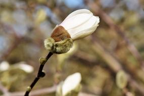 Magnolia Bud Spring Sunshine