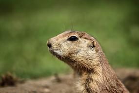 Prairie Dog Animals Zoo