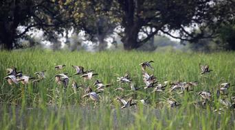 Grass Nature Field