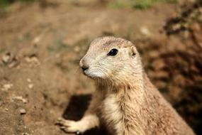Prairie Dog Animals Zoo