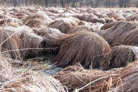 Nature Straw Hay