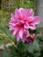 Dahlia Pink Flower