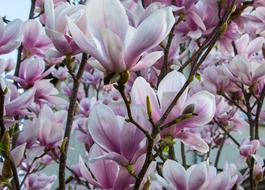 Blossom Bloom Magnolia
