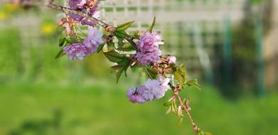 budding pink flowers