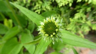 Echinacea Coneflower Blossom