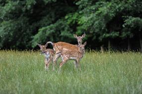 Grass Nature Animal