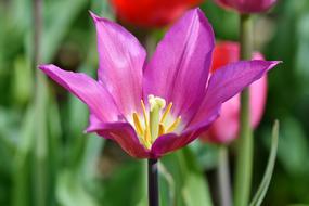 Tulip Schnittblume Spring Flowers