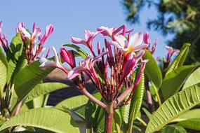Frangipani Flower Bloom