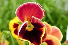 Pansies Beauty Nature
