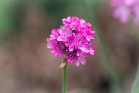 Flower Pink