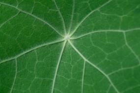 Leaf Kohlrabi Green