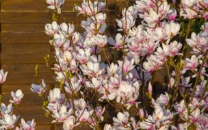 Flower Plant Nature