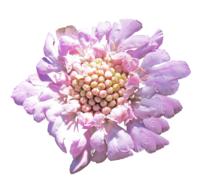 Pink Flower Cut