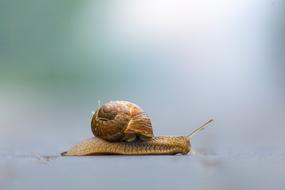Snail Nature Shellfish