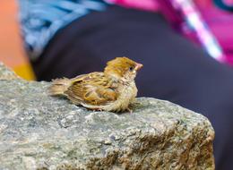 Yellow tree sparrow